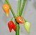 Pimenta Biquinho - Capsicum chinense - 200 Sementes - Imagem 4