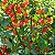 Pimenta Biquinho - Capsicum chinense - 400 Sementes - Imagem 1