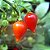 Pimenta Biquinho - Capsicum chinense - 400 Sementes - Imagem 8