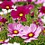 Cosmea Sortida: 50 Sementes - Imagem 1
