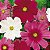 Cosmea Sortida: 50 Sementes - Imagem 2