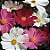 Cosmea Sortida: 50 Sementes - Imagem 13