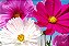 Cosmea Sortida: 50 Sementes - Imagem 7