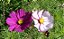 Cosmea Sortida: 50 Sementes - Imagem 8