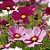 Cosmea Sortida: 50 Sementes - Imagem 1