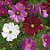 Cosmea Sortida: 100 Sementes - Imagem 12