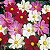 Cosmea Sortida: 100 Sementes - Imagem 4
