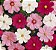 Cosmea Sortida: 100 Sementes - Imagem 6