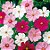 Cosmea Sortida: 100 Sementes - Imagem 9