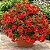 Petúnia Picobella Red - 50 Sementes - Imagem 1