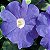 Petúnia MID BLUE - 50 Sementes - Imagem 4