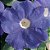 Petúnia MID BLUE - 50 Sementes - Imagem 2