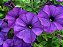 Petúnia MID BLUE - 50 Sementes - Imagem 7