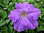 Petúnia MID BLUE - 50 Sementes - Imagem 6