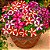 Petúnia Tritunia Mix - 50 Sementes - Imagem 1