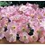 Petúnia Rosê (Blush Pink) - 50 Sementes - Imagem 2