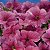 Petúnia Rosê (Blush Pink) - 50 Sementes - Imagem 4