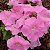 Petúnia Rosê (Blush Pink) - 50 Sementes - Imagem 5
