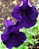 Petúnia Azul (Eagle Blue) - 50 Sementes - Imagem 6