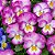 Amor Perfeito Lilás Radiance - Viola tricolor: 15 Sementes - Imagem 2