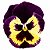 Amor Perfeito Roxo Ultimate Baron - Viola tricolor: 15 Sementes - Imagem 2