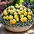 Amor Perfeito Amarelo Ultimate Beacon - Viola tricolor: 15 Sementes - Imagem 1