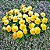 Amor Perfeito Amarelo Ultimate Beacon - Viola tricolor: 15 Sementes - Imagem 2