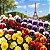 Amor Perfeito Sortido Ultimate Beacon - Viola tricolor: 15 Sementes - Imagem 1