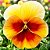 Amor Perfeito Dourado Ultimate Beacon - Viola tricolor: 15 Sementes - Imagem 1