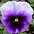 Amor Perfeito Roxo Ultimate Beacon - Viola tricolor: 15 Sementes - Imagem 1