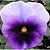 Amor Perfeito Roxo Ultimate Beacon - Viola tricolor: 15 Sementes - Imagem 1