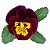 Amor Perfeito Mogno Ultimate Baron - Viola tricolor: 15 Sementes - Imagem 2