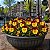 Amor Perfeito Vermelho e Amarelo Ultimate - Viola tricolor: 15 Sementes - Imagem 1