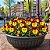 Amor Perfeito Vermelho e Amarelo Ultimate - Viola tricolor: 15 Sementes - Imagem 1