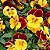 Amor Perfeito Vermelho e Amarelo Ultimate - Viola tricolor: 15 Sementes - Imagem 2