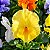 Amor Perfeito Amarelo Ultimate - Viola tricolor: 15 Sementes - Imagem 1