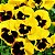 Amor Perfeito Yellow Dinamite - Viola tricolor: 15 Sementes - Imagem 1