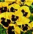 Amor Perfeito Yellow Dinamite - Viola tricolor: 15 Sementes - Imagem 1