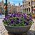 Amor Perfeito Purple Dinamite - Viola tricolor: 15 Sementes - Imagem 1