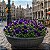 Amor Perfeito Purple Dinamite - Viola tricolor: 15 Sementes - Imagem 1