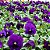 Amor Perfeito Purple Dinamite - Viola tricolor: 15 Sementes - Imagem 2