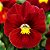 Amor Perfeito Escarlate Dinamite - Viola tricolor: 15 Sementes - Imagem 1