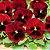 Amor Perfeito Vermelho Dinamite - Viola tricolor: 15 Sementes - Imagem 1