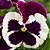 Amor Perfeito Roxo e Branco Dinamite - Viola tricolor: 15 Sementes - Imagem 1