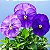 Amor Perfeito Lavanda Dinamite - Viola tricolor: 15 Sementes - Imagem 1