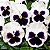 Amor Perfeito Branco Dinamite - Viola tricolor: 15 Sementes - Imagem 1