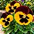 Amor Perfeito Vermelho e Amarelo Dinamite - Viola tricolor: 15 Sementes - Imagem 1