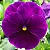 Amor Perfeito Roxo Dinamite - Viola tricolor: 15 Sementes - Imagem 1