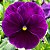 Amor Perfeito Roxo Dinamite - Viola tricolor: 15 Sementes - Imagem 1