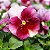 Amor Perfeito Rosê Dinamite - Viola tricolor: 15 Sementes - Imagem 2